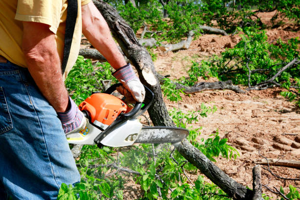 The Steps Involved in Our Tree Care Process in Hartsville, SC